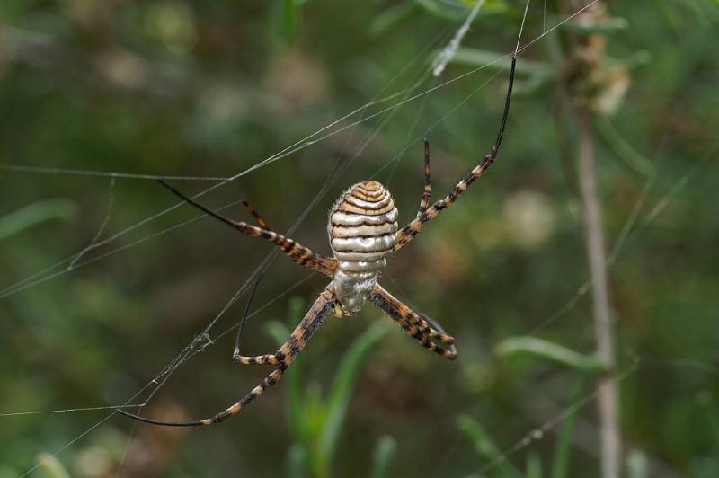 Argiope_trifasciata_D3263_Z_78_Valle Gran Rey_Spanje.jpg